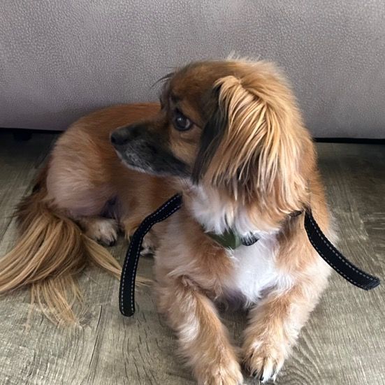 JJ