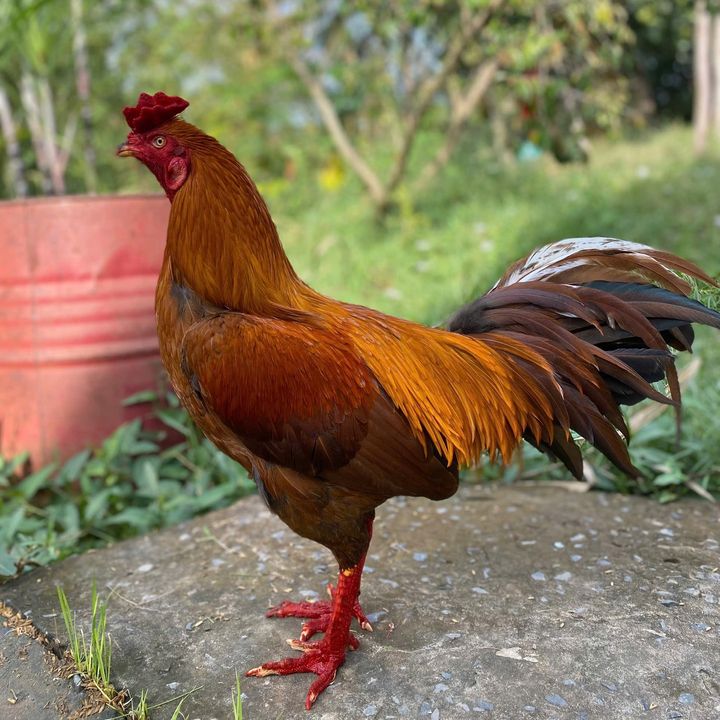 Khánh Tây Ninh ✅