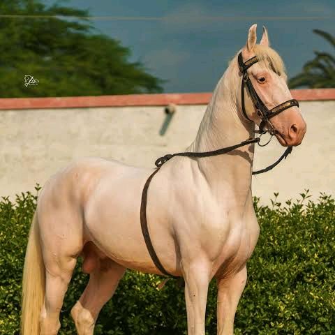 Horsera 95