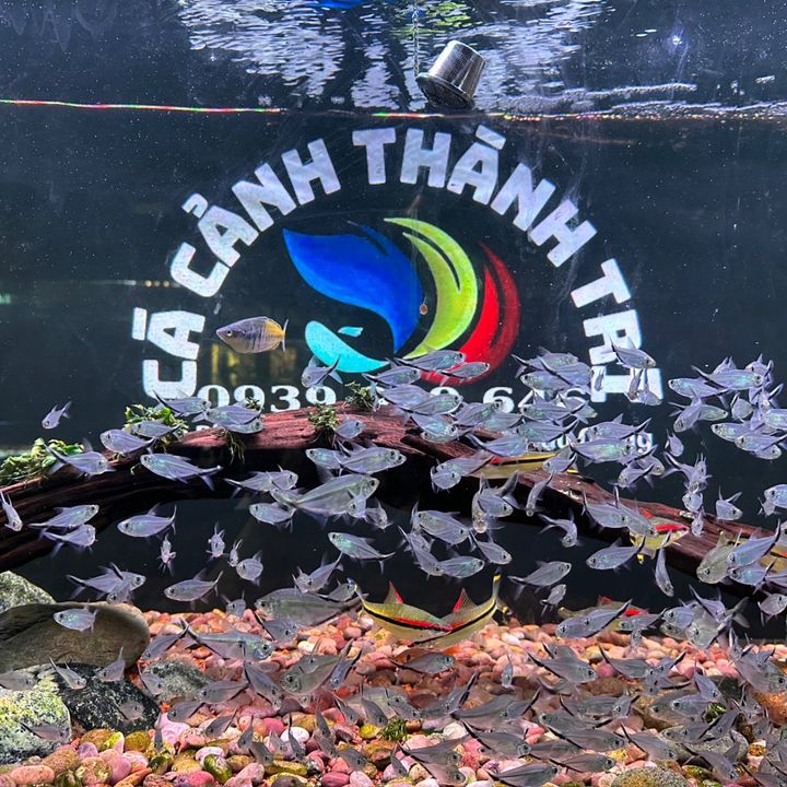Cá Cảnh Thành Trí