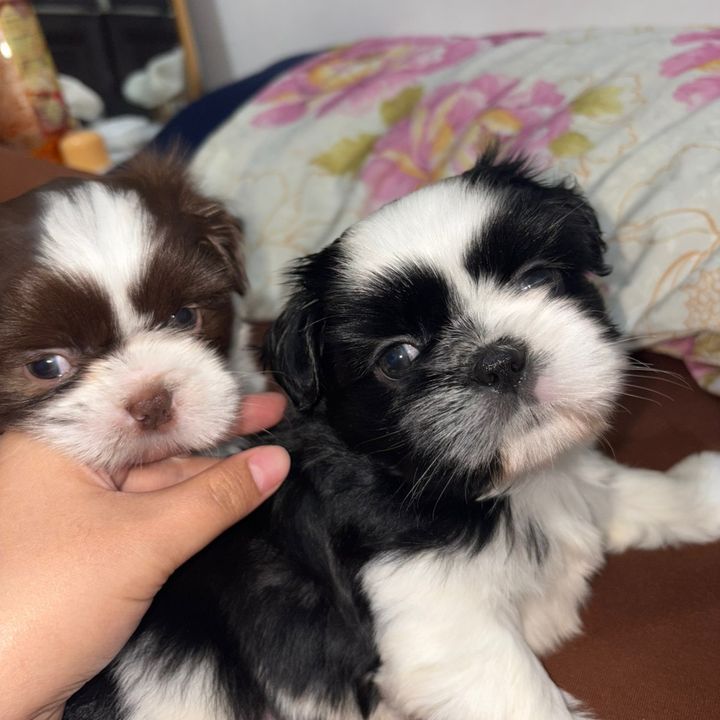 Kimchi&Rocky
