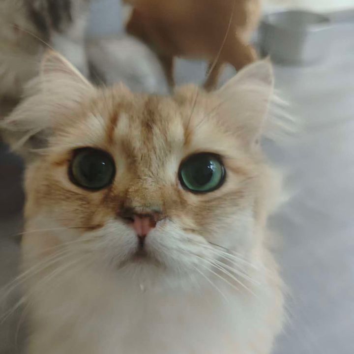 Milo😸Cookie