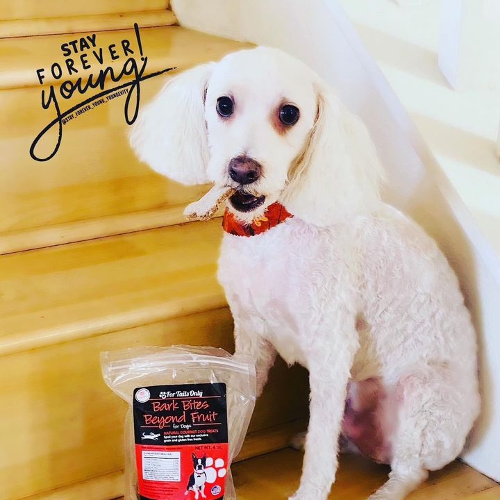 Tootsie Shop 🐩🛍️