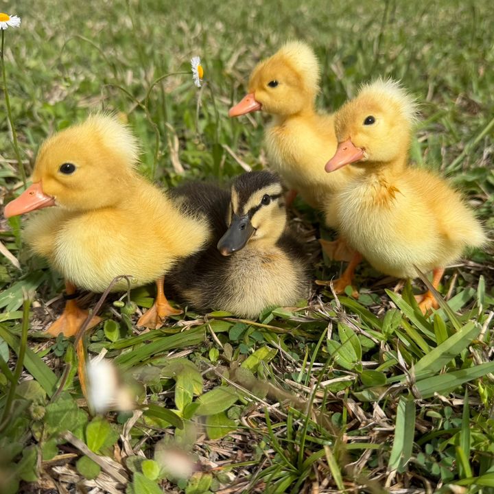 FourLittleDucks