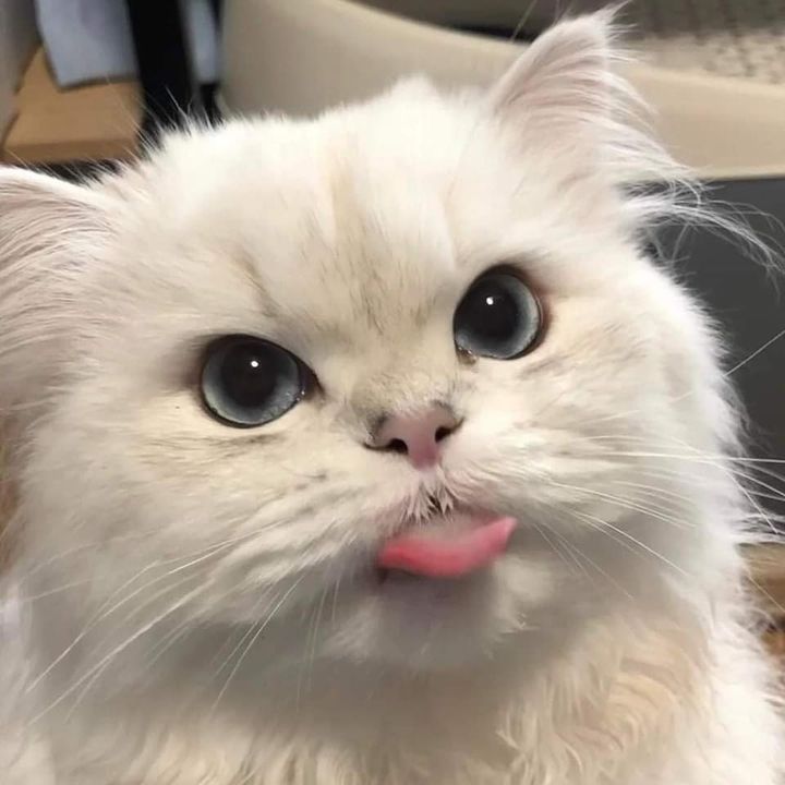 Ws