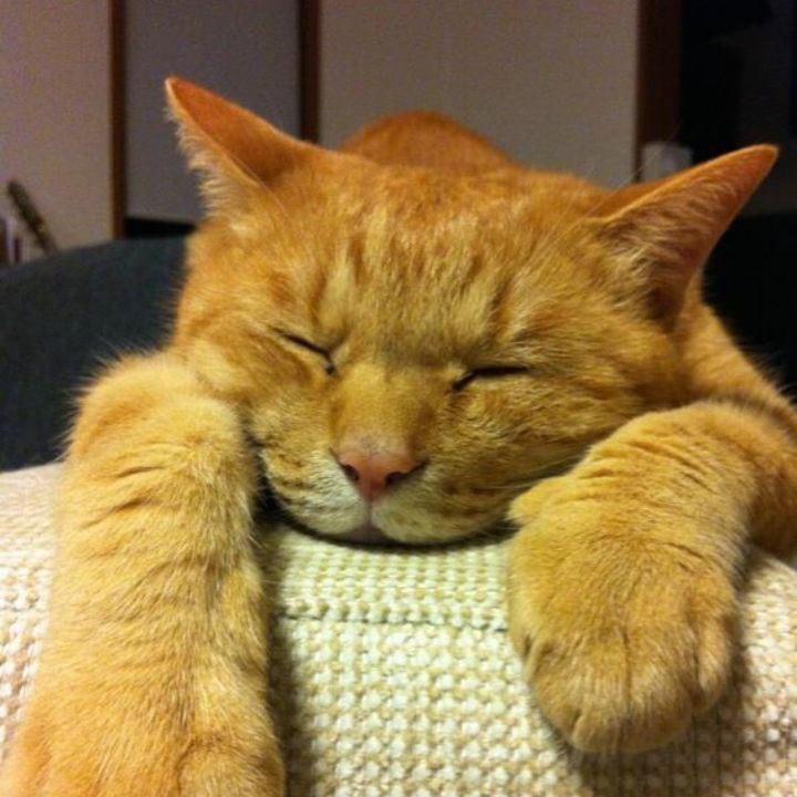 トラキチ😺
