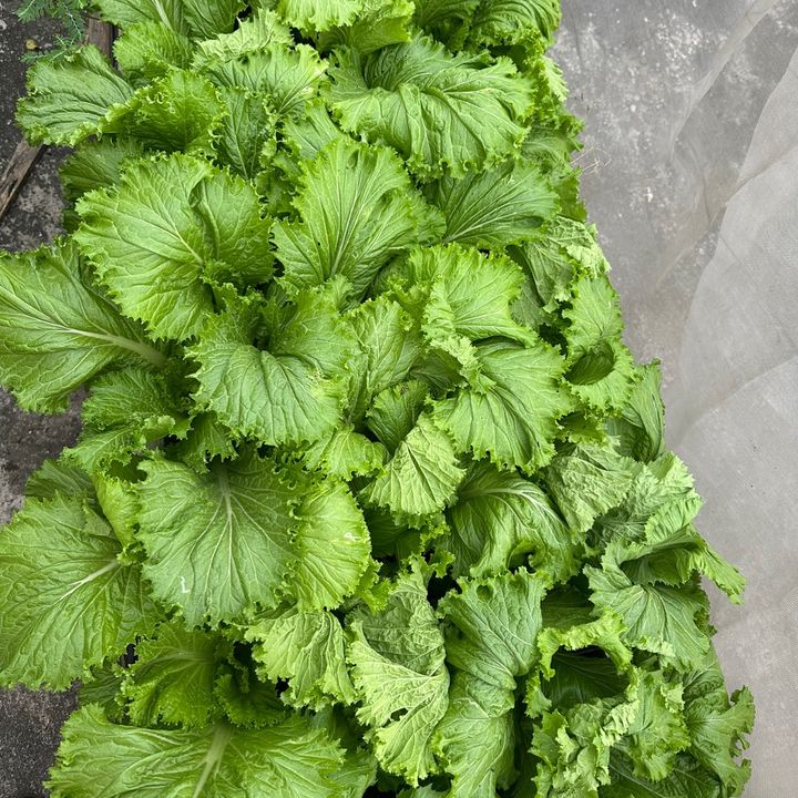 Tiệm nhà Táo