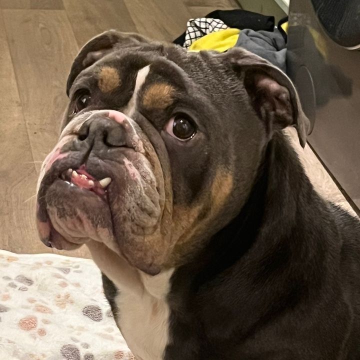 KimmyTheBulldog💖