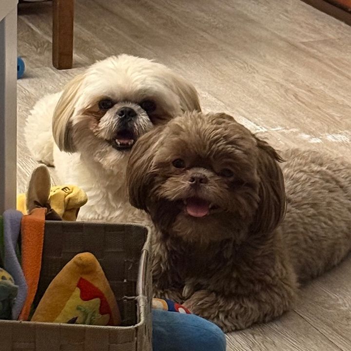 Chewy & Biscuit