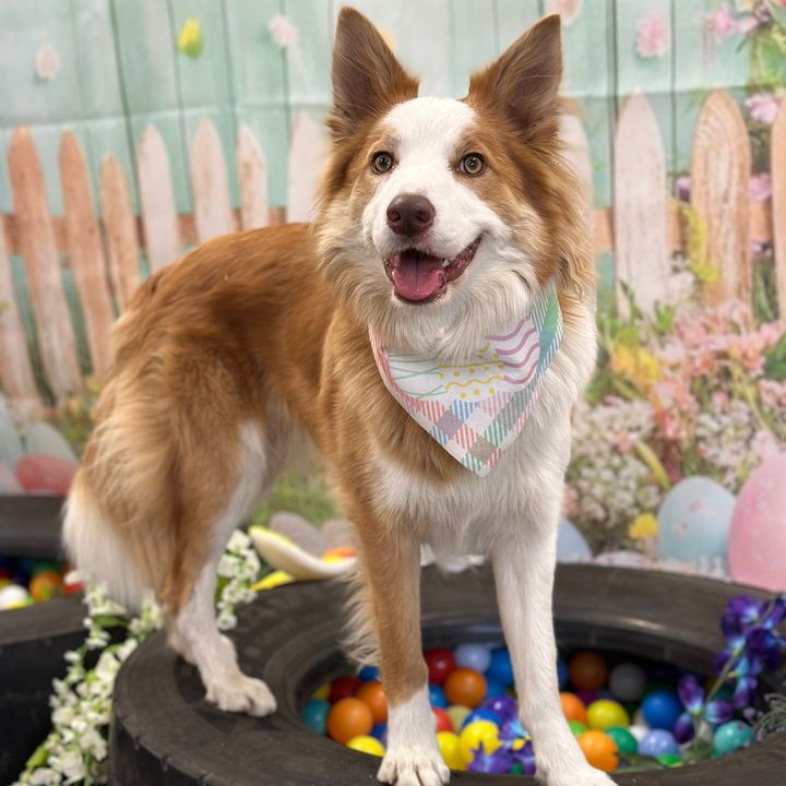 skipperthecollie