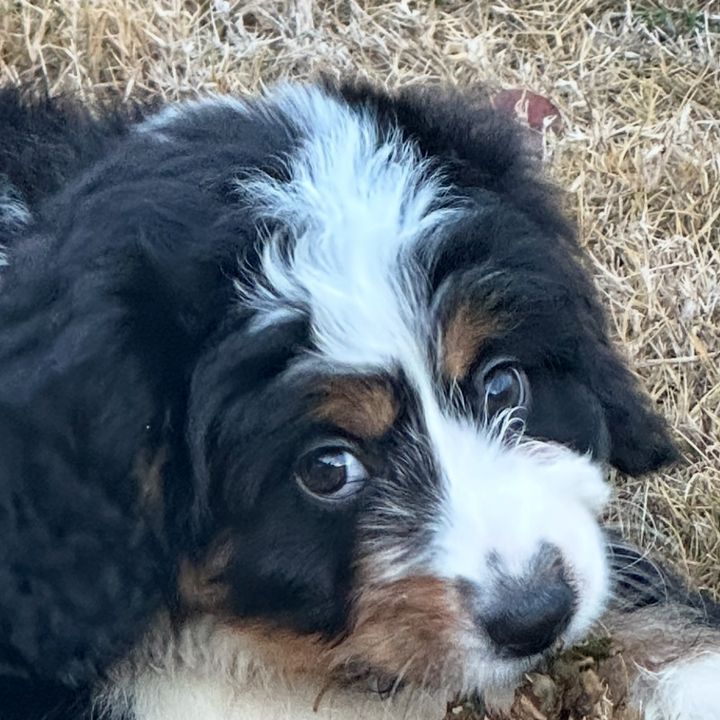 Macydoodledoo