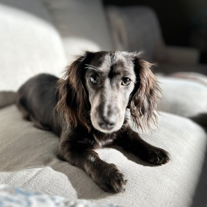 remi_the_doxie