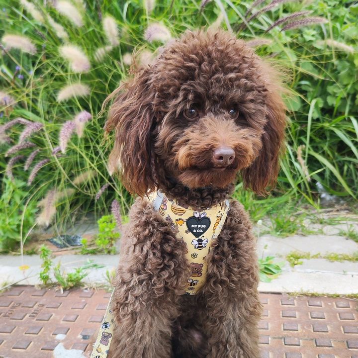 Bali | Toy Poodle