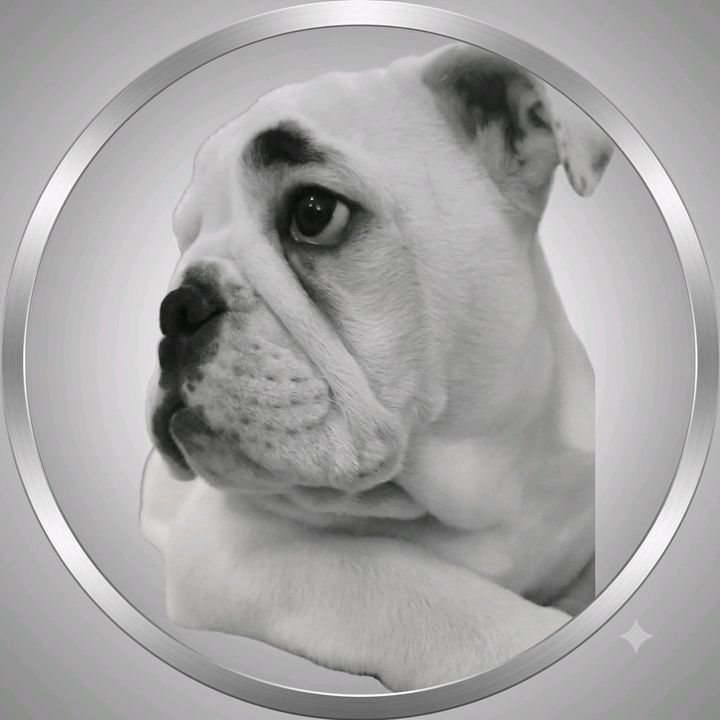 Anouk La Bulldog🐾🤨