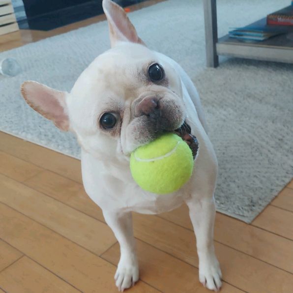 little frenchie