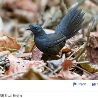 Watch All of the Birds