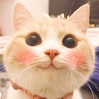 wppkiou
