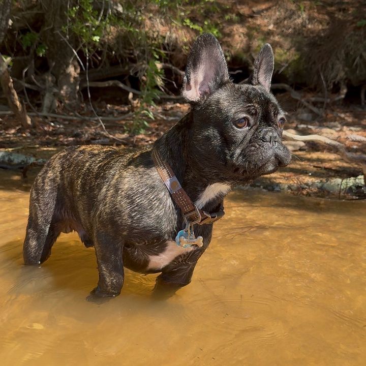 GremTheFrenchie
