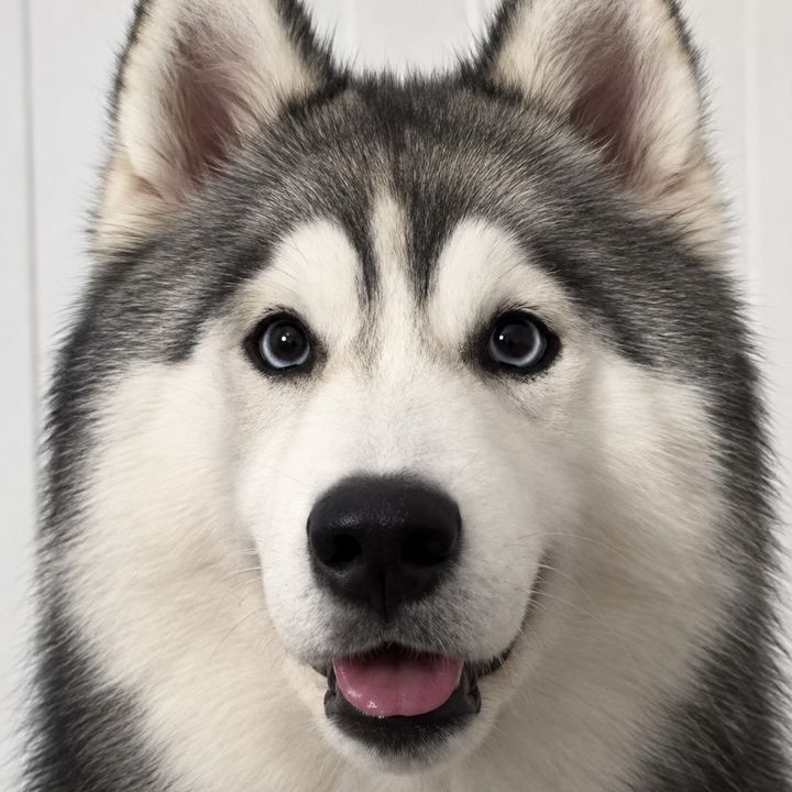 Ember the Husky