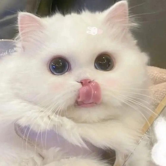 mwwtwey