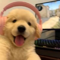 manuelhanna3666