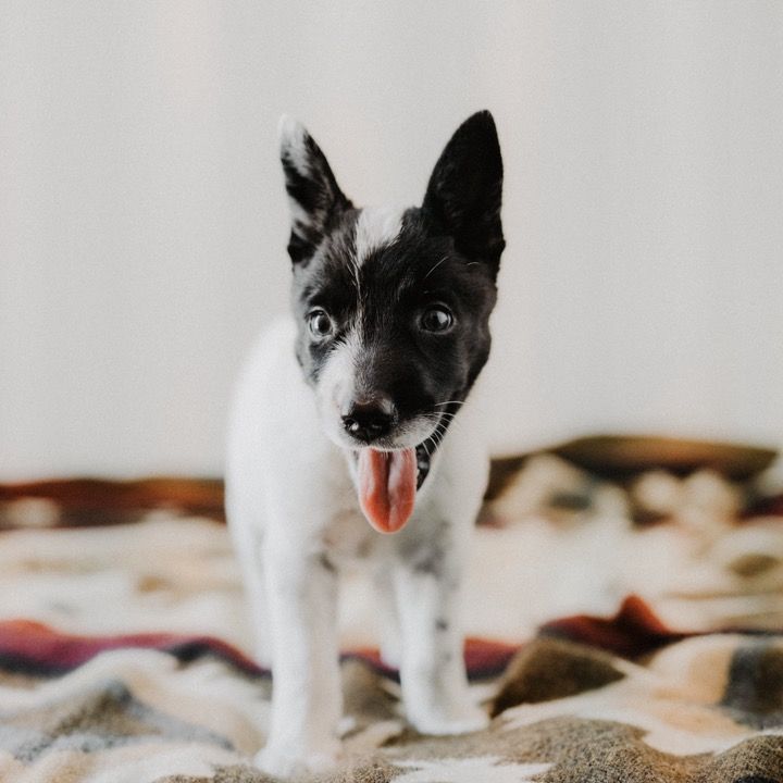 thewhiskeycattledog