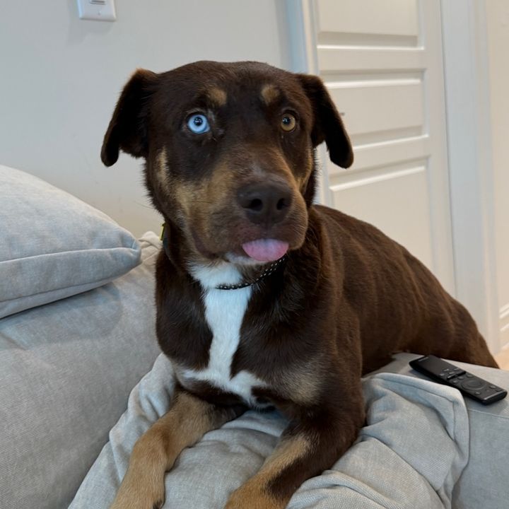 Furreal Shiloh
