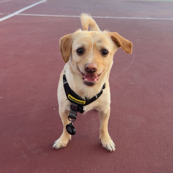 Bowie 🐶