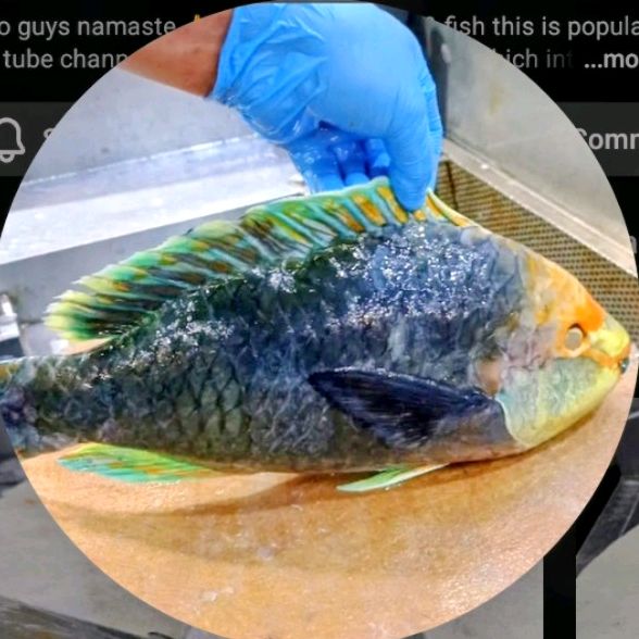 fish meat cutting