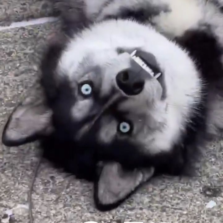 KyloAndDave🐺