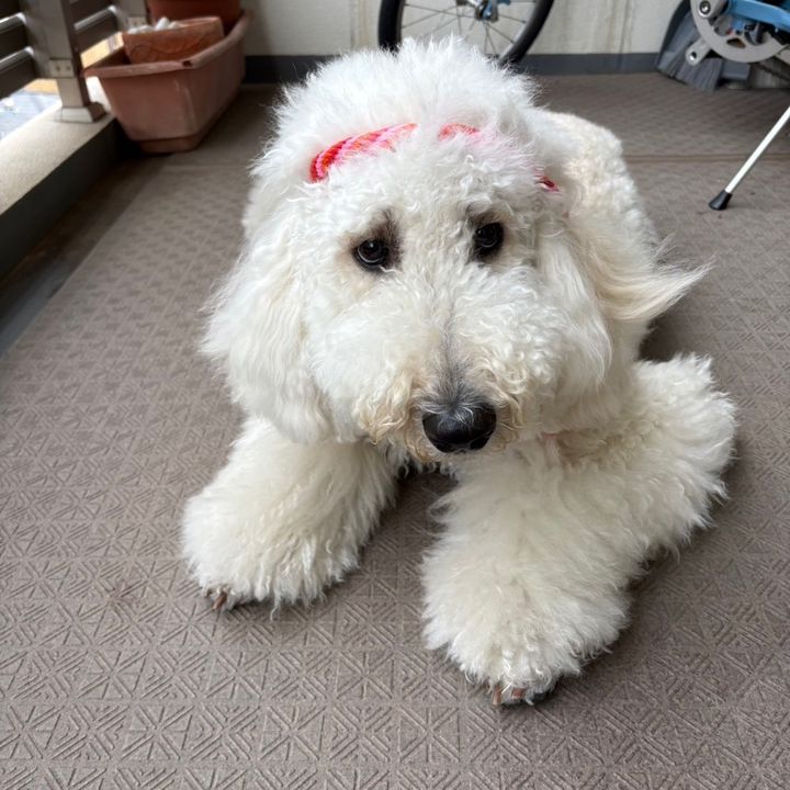 もみじ🐶ゴールデンドゥードルf1b🐾