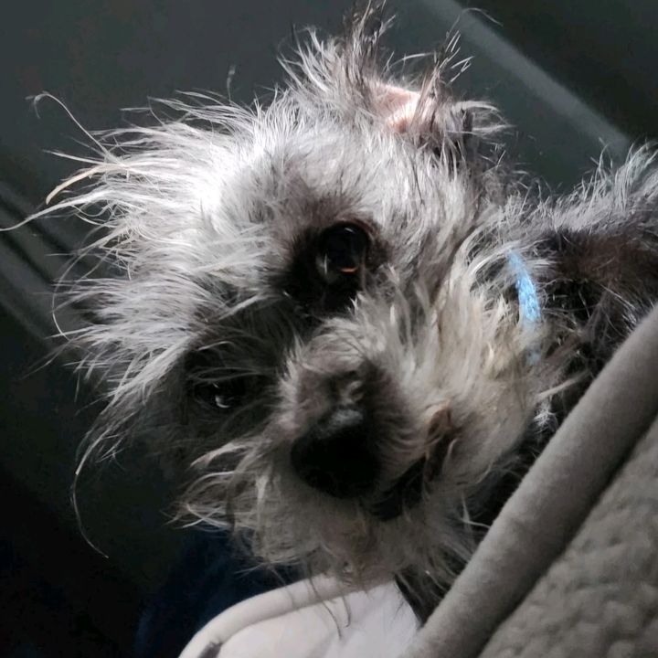 Little Ugly 🐀