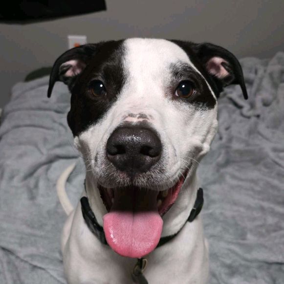 ReesePieThePittie