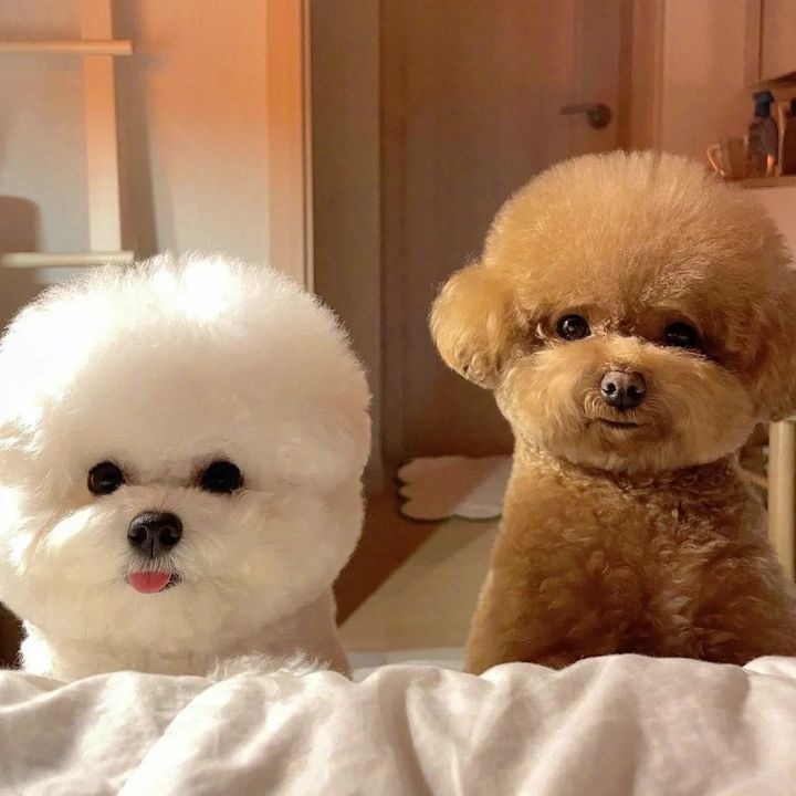 Milopaws