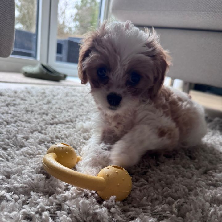I am Eve the cavapoo