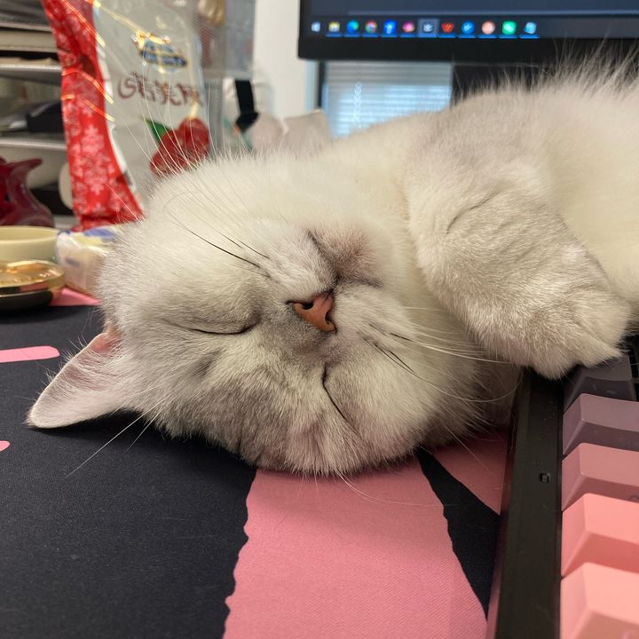 Cute little cat