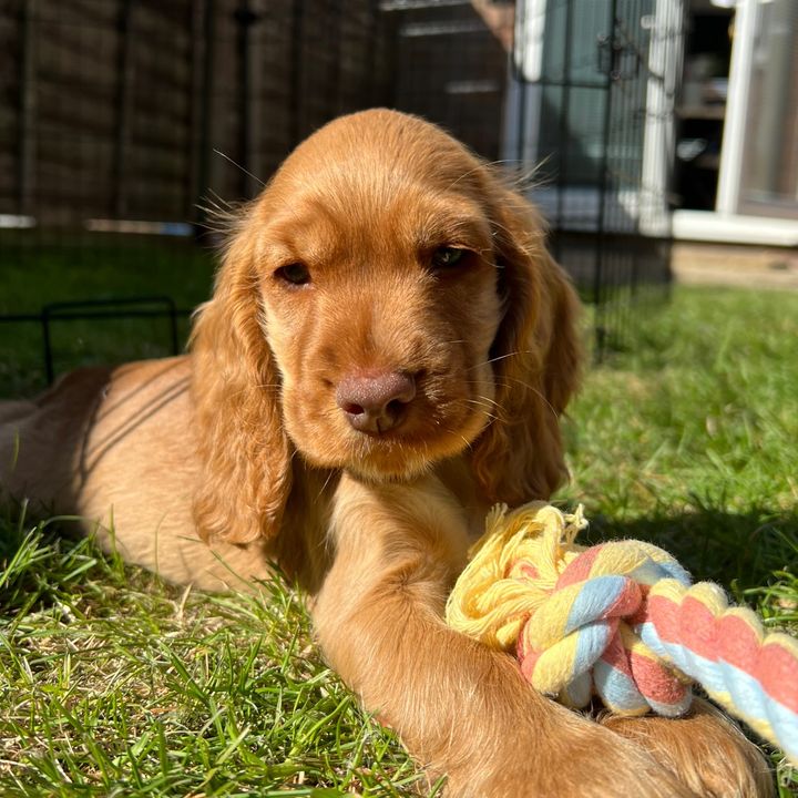 Mo | Show Cocker Spaniel 🔴🐾