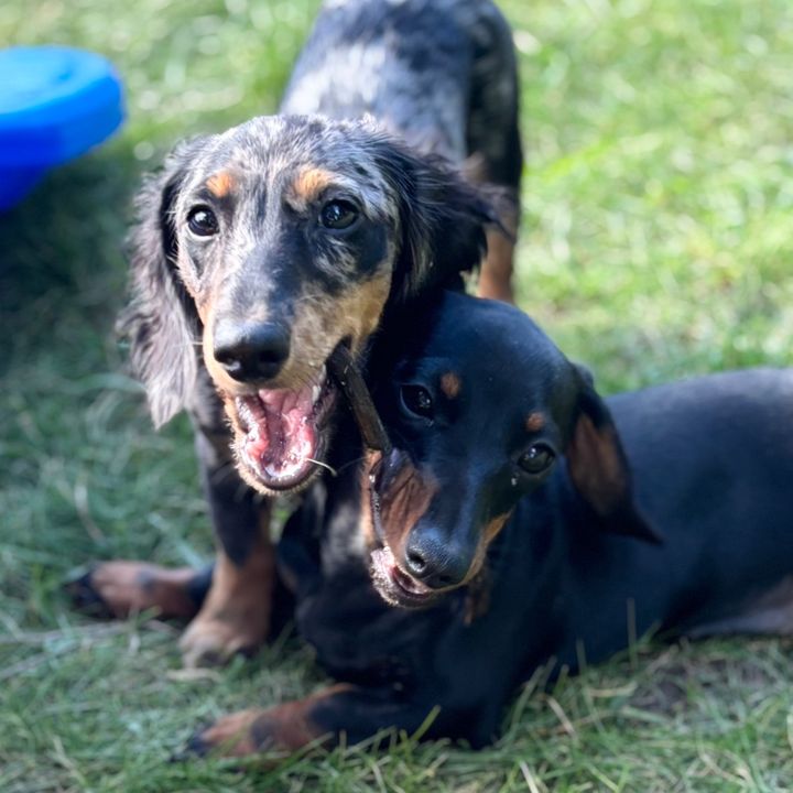 Dachsund_Den_Delights