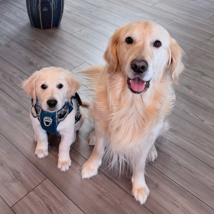 Life.With.JacksonAndCooper