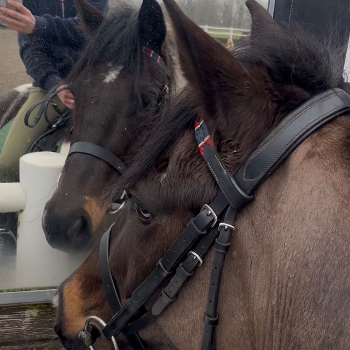 mia_horses
