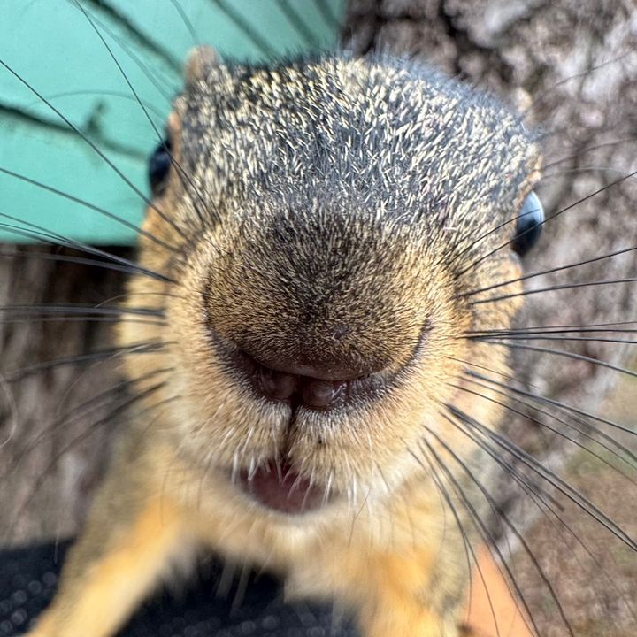 francisthesquirrel