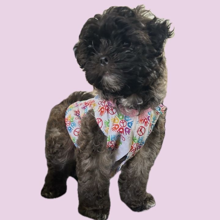 daisytheadorableshihpoo