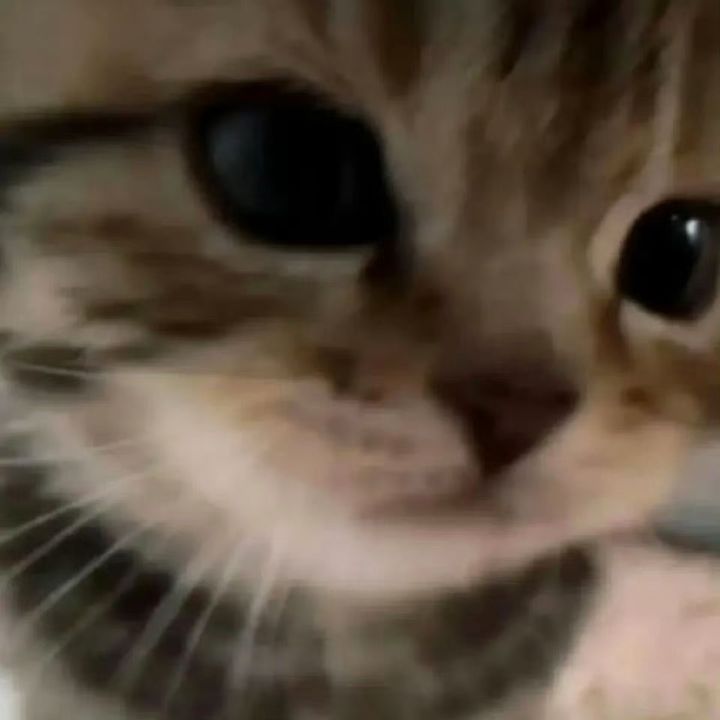Miaomiaomiao