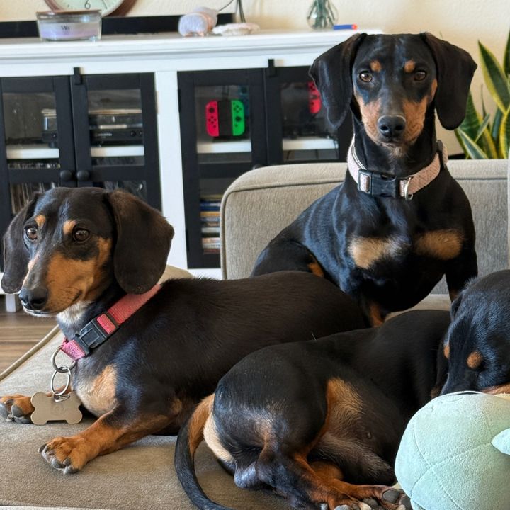 dachshundlifex3
