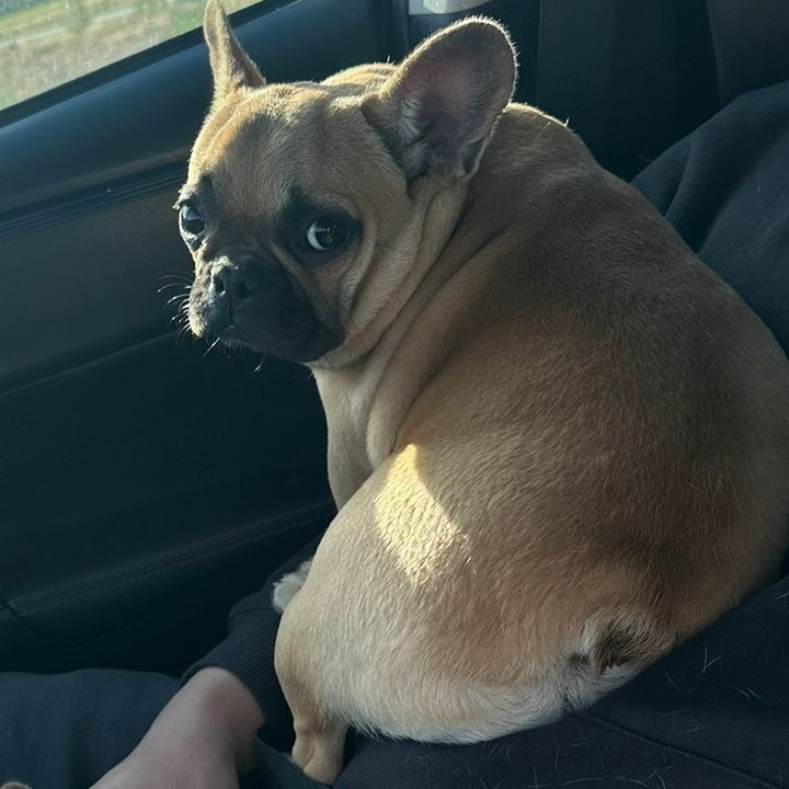 Bambinami