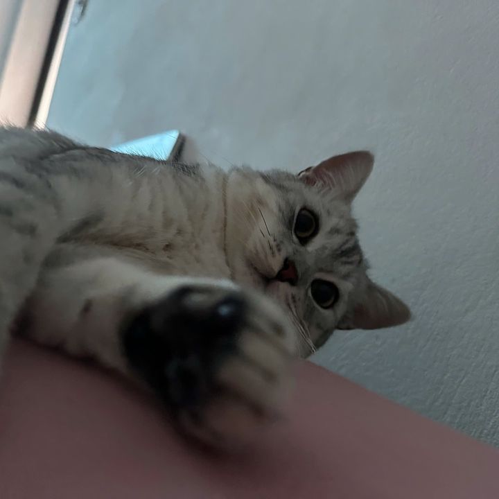Paooxiuu