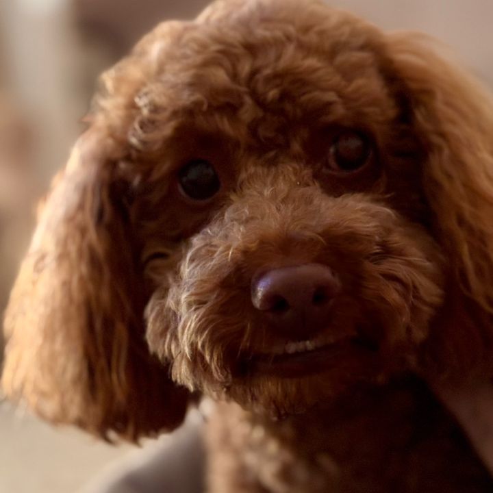 teddythetoycockapoo0
