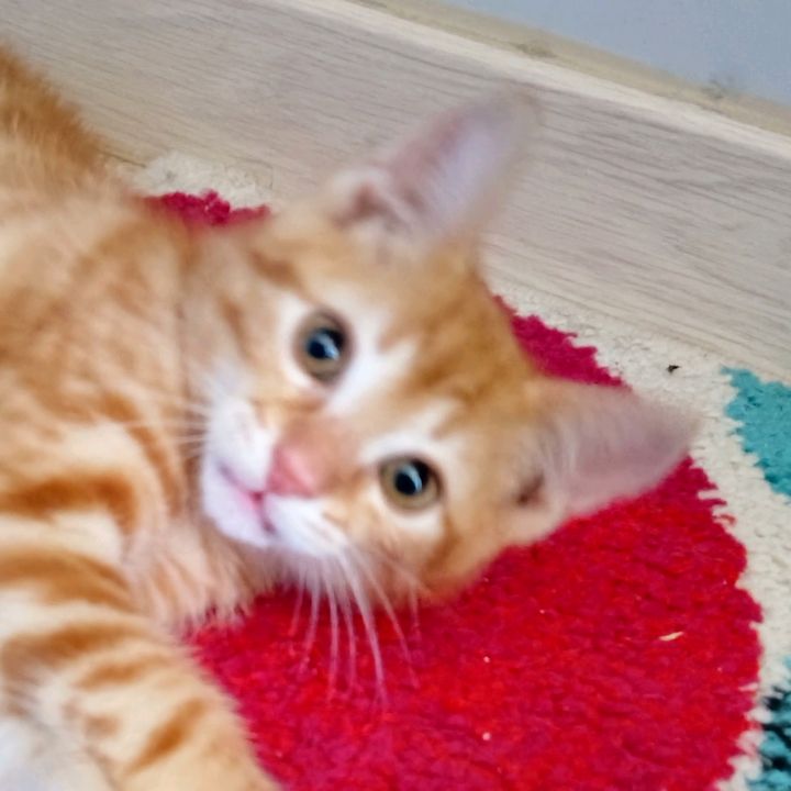 Maxlechat