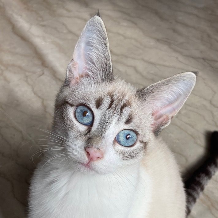 Soy Maia Miau