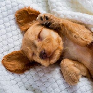 sleepypuppy77